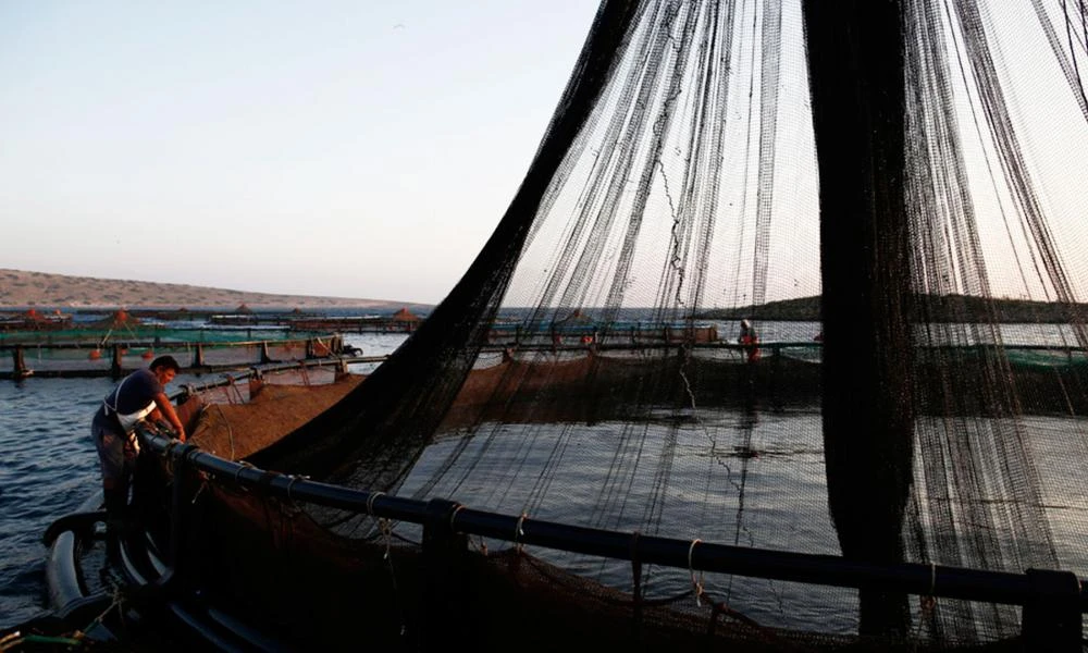 Έκθεση Ελεγκτικού Συνεδρίου: Προβλήματα υδατοκαλλιέργειας στην Ελλάδα και την Ε.Ε.